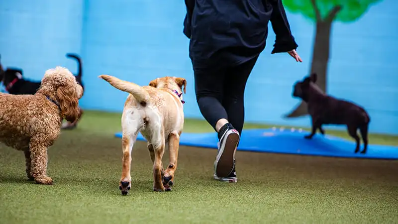 How Much Does Dog Boarding Cost in Ireland?