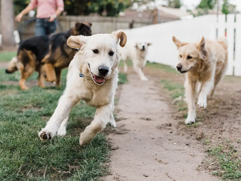 How Much Does Doggy Day Care Cost in Ireland?