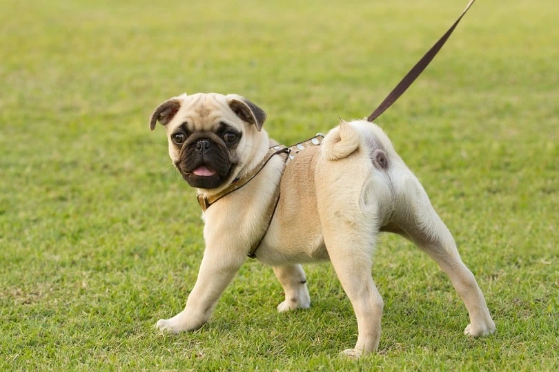 How Much Does It Cost to Own a Pug?