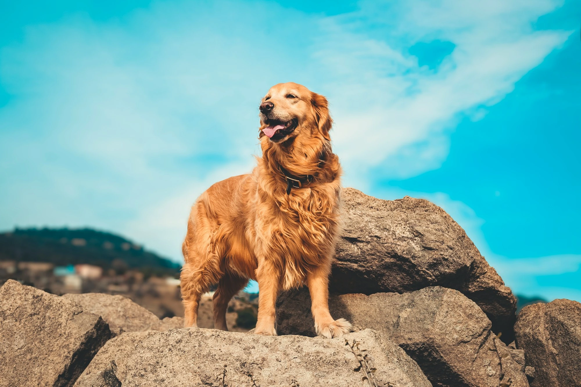 How Much is a Golden Retriever?
