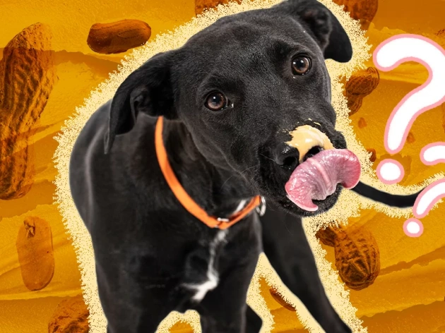 How Much Peanut Butter Can Dogs Eat?