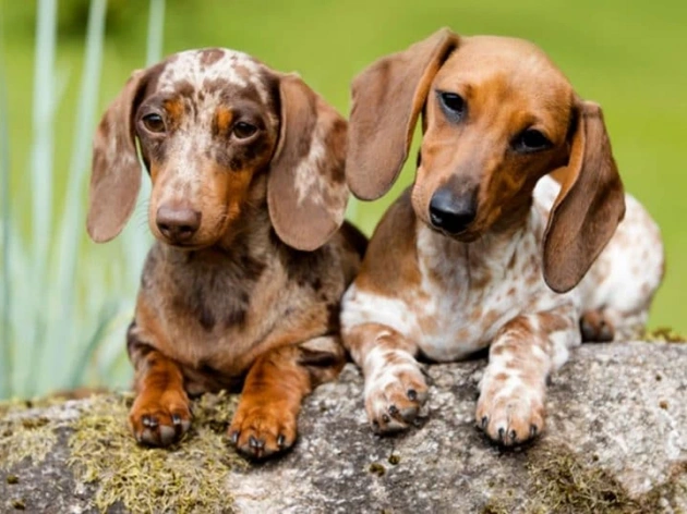 How Popular Are Dachshunds?