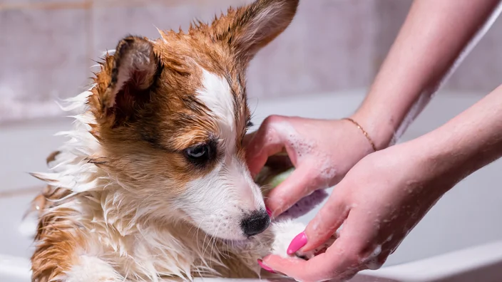 How to Apply Coconut Oil to Dog Skin?