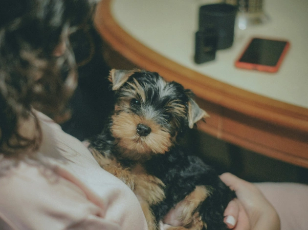 How to Buy a Puppy Safely in Ireland