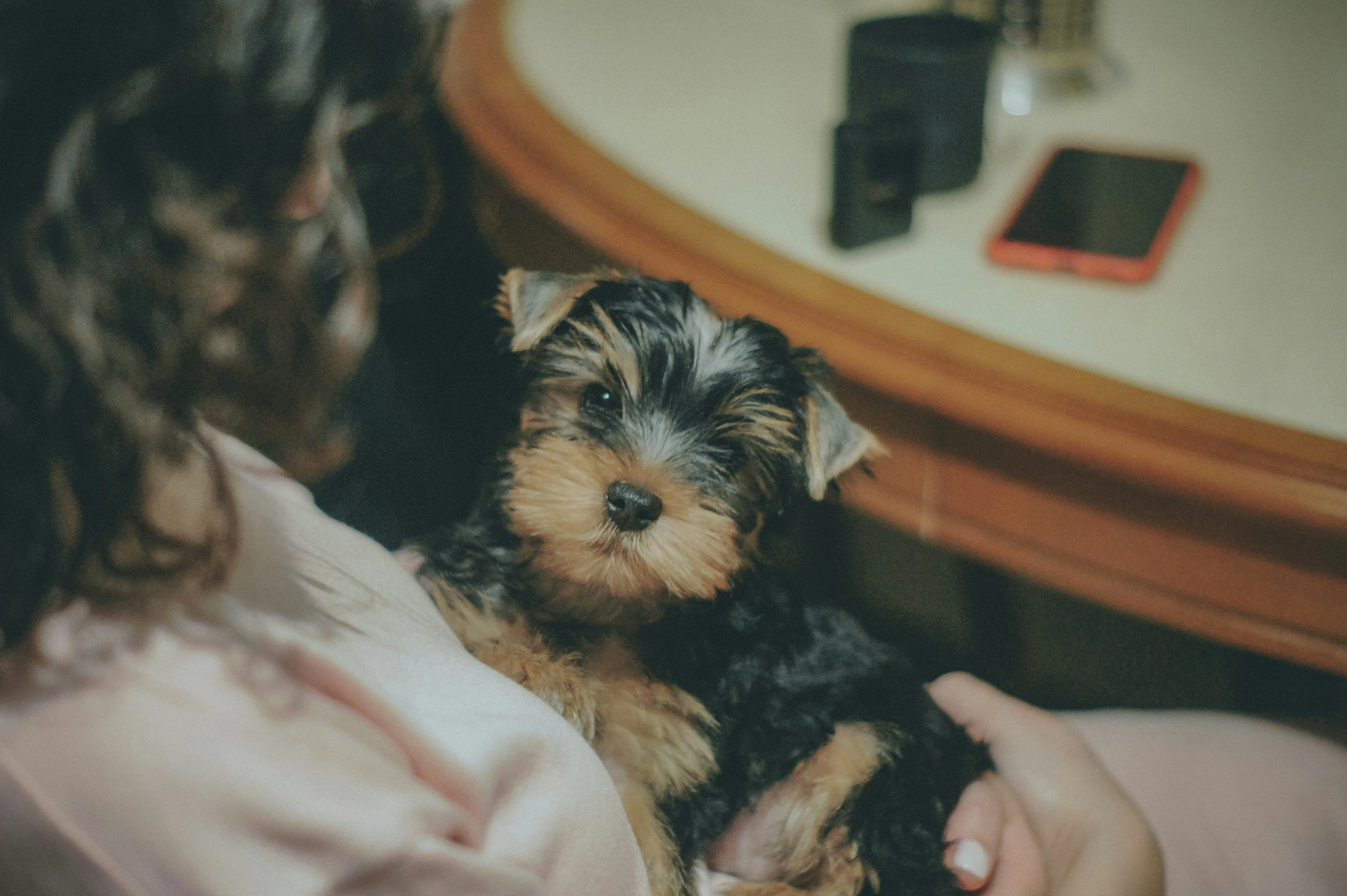 How to Buy a Puppy Safely in Ireland