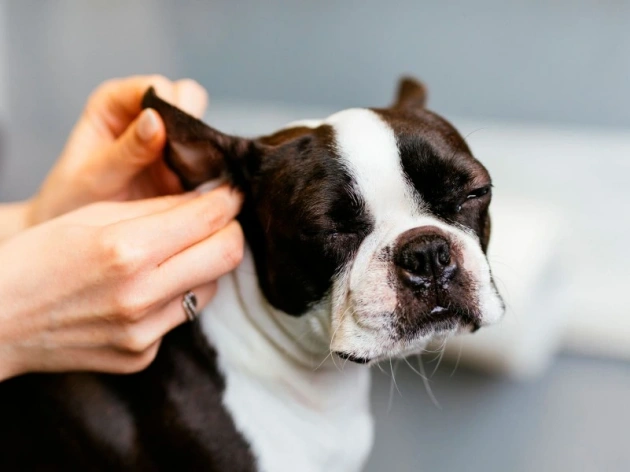 How to Clean Dog Ears?