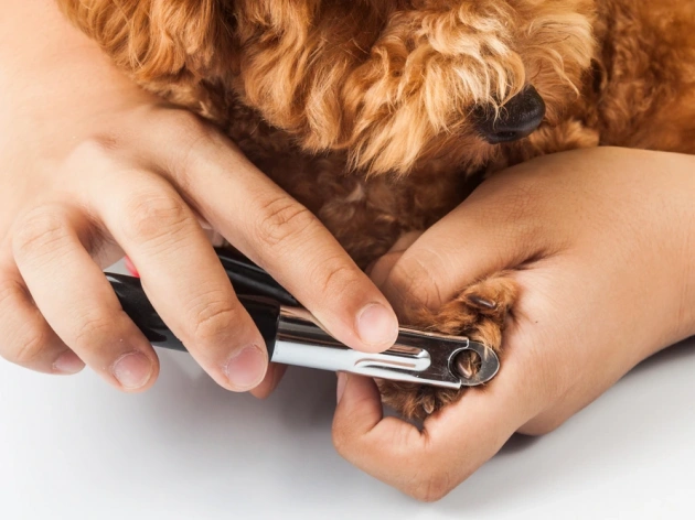 How To Cut Dog Nails Guillotine