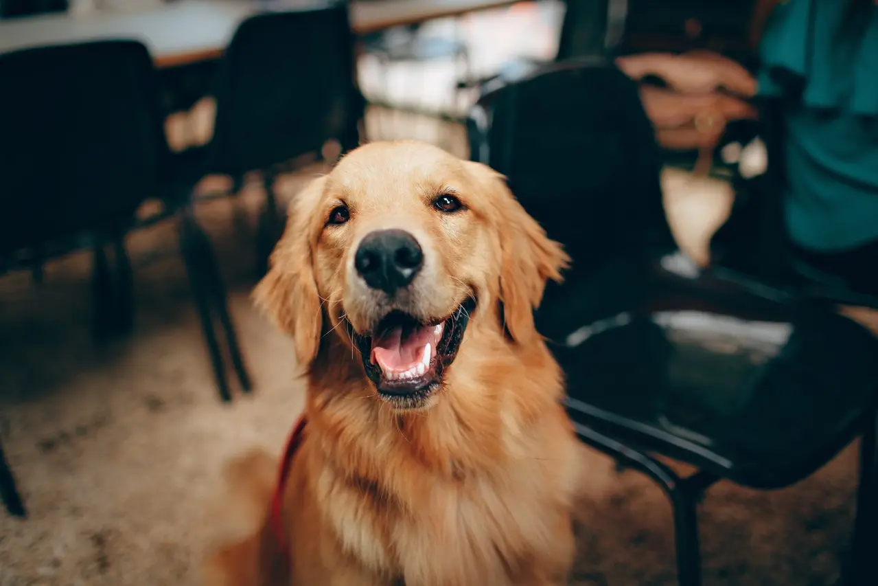 How to Ensure Your Dog Lives a Happy and Healthy Life