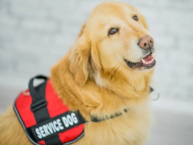 How to Get a Service Dog for Free?