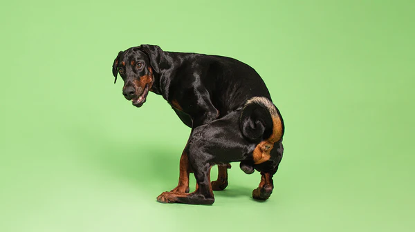 How to Help a Constipated Dog Poop Quickly?