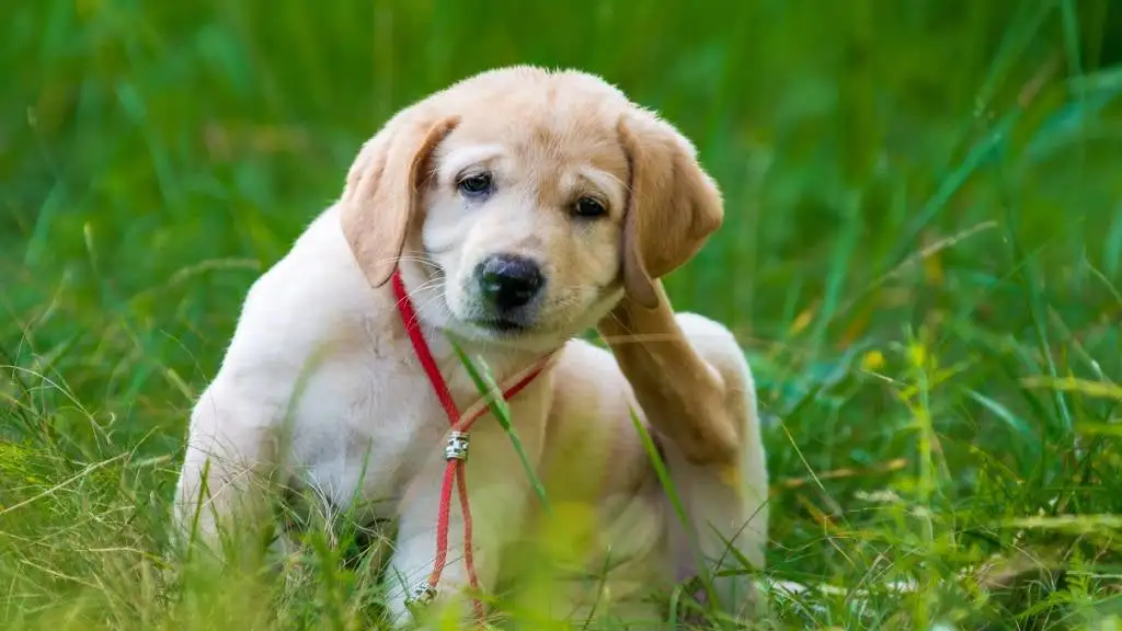 How to Help Dogs with Allergies