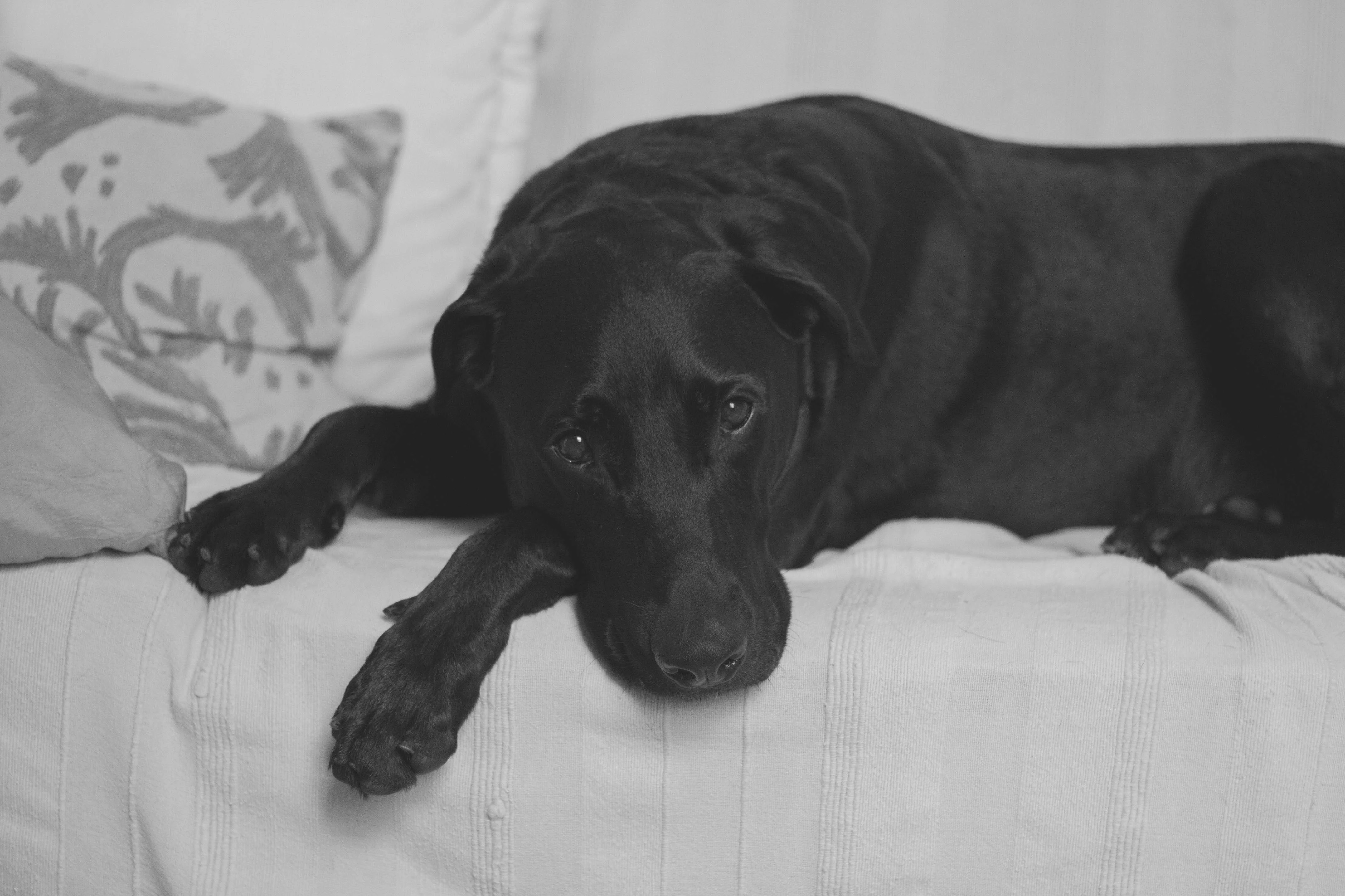 How to Help Your Dog Overcome Separation Anxiety