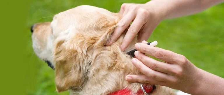 How to Remove a Tick from a Dog?