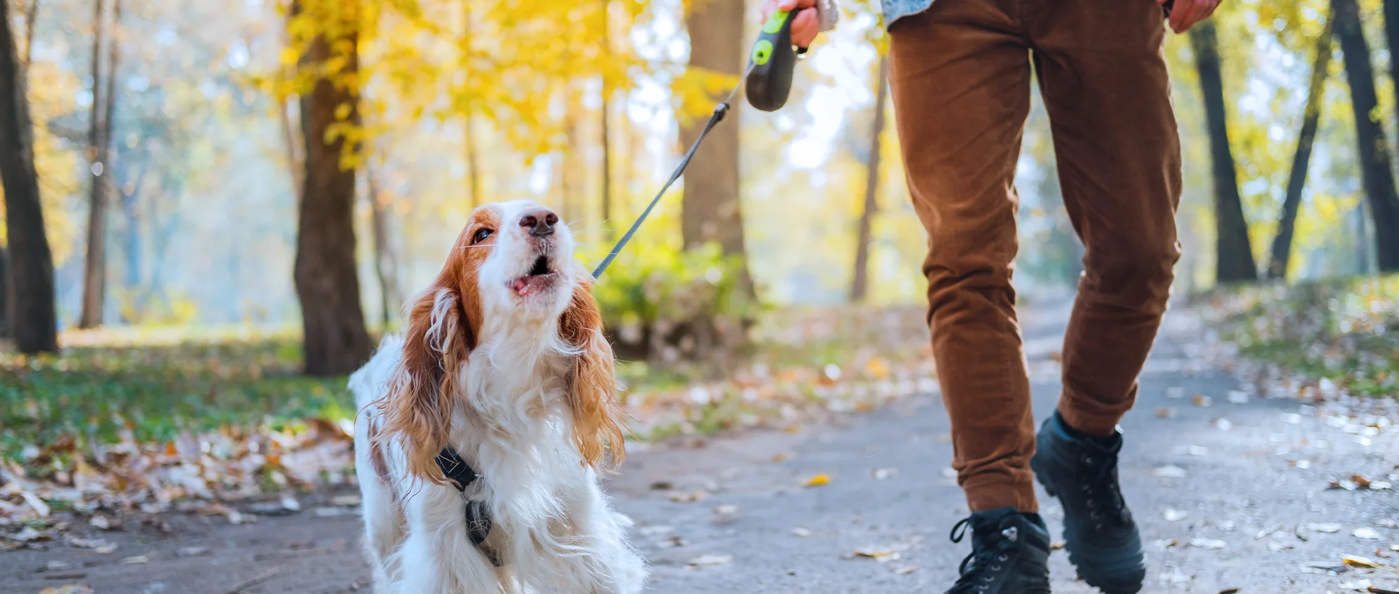 How to Stop a Dog Barking?