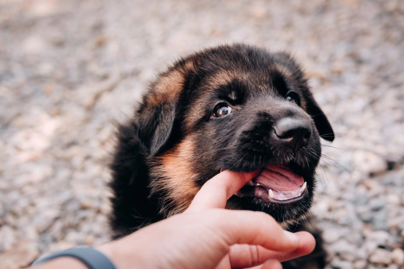 How to Stop a Puppy from Biting?