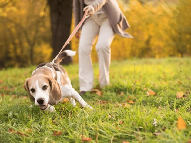 How to Stop Dog Pulling on Lead