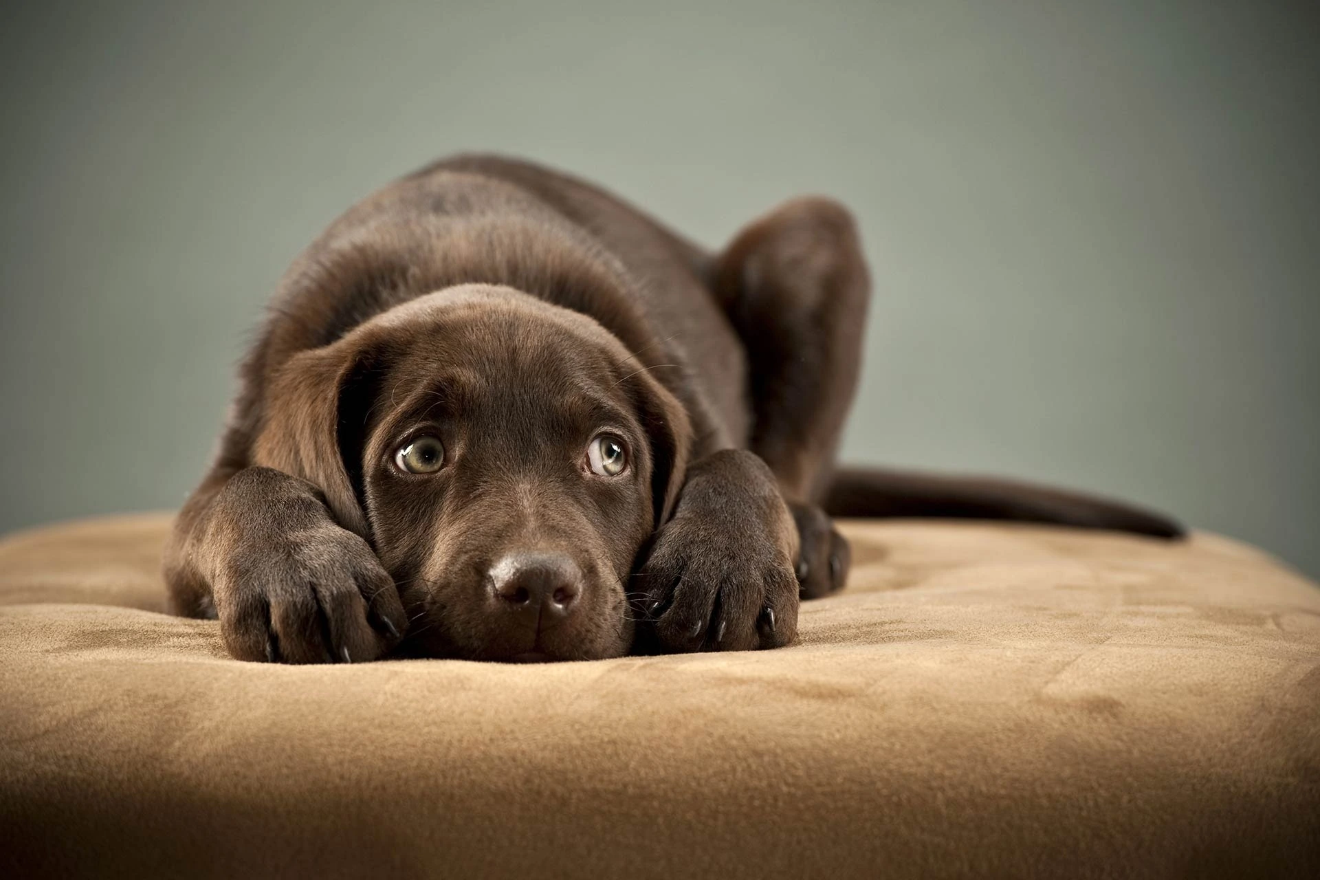 How to Stop Seizures in Dogs Immediately