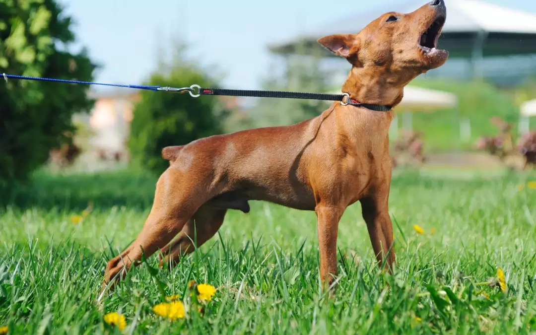 How to Stop Your Dog from Excessive Barking?