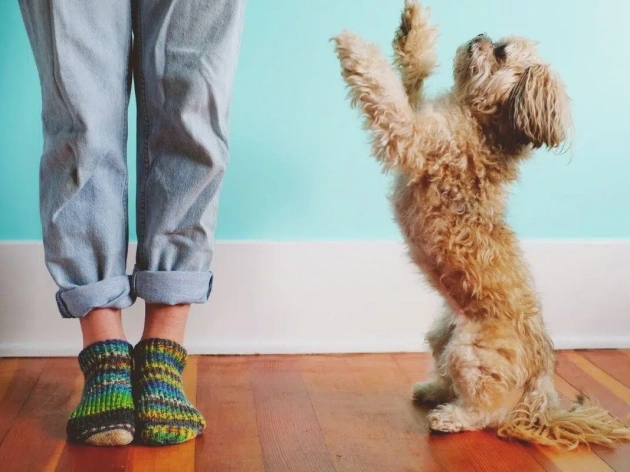 How to Stop Your Dog from Jumping on People