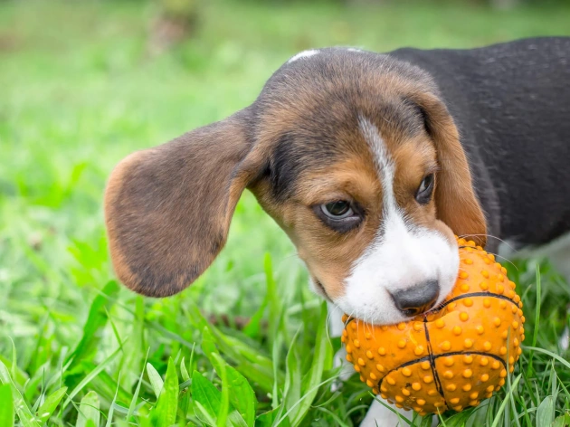 How to Teach a Dog to Fetch?