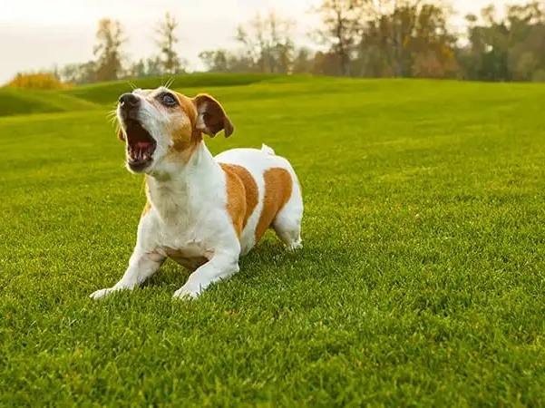 How to Teach Your Dog to Not Bark at Strangers