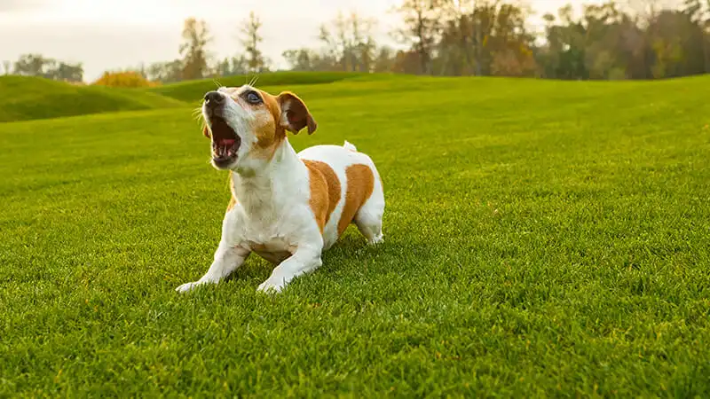 How to Teach Your Dog to Not Bark at Strangers