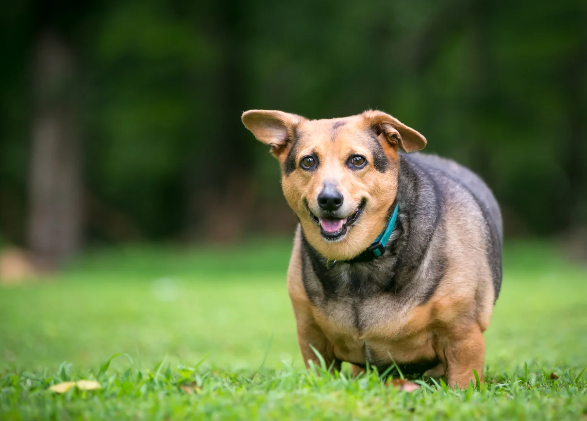 How to Tell If Your Dog Is Fat?