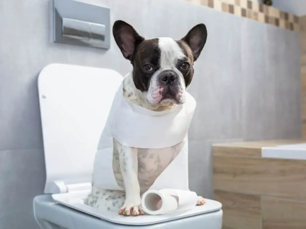 How to Toilet Train a Puppy