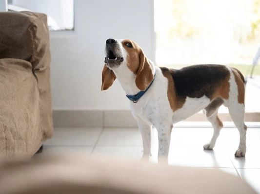 How to Train a Dog Not to Bark?