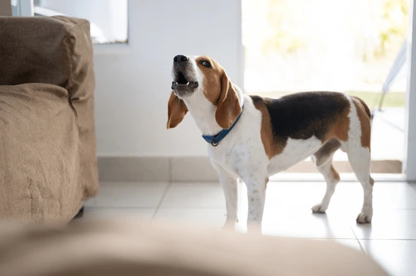 How to Train a Dog Not to Bark?