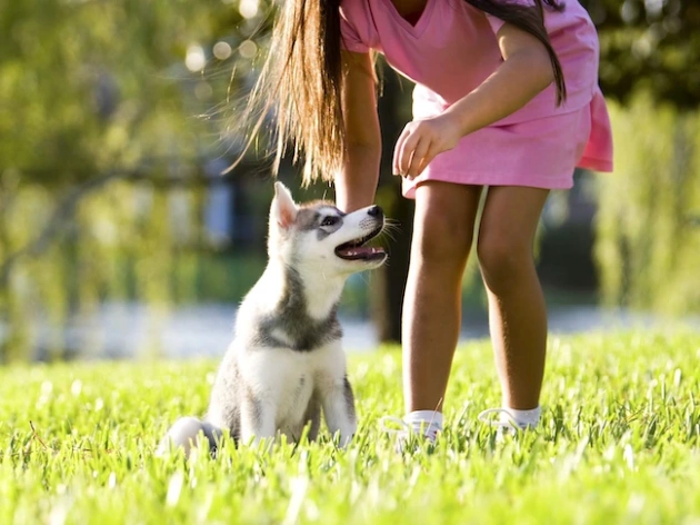How to Train a Puppy?