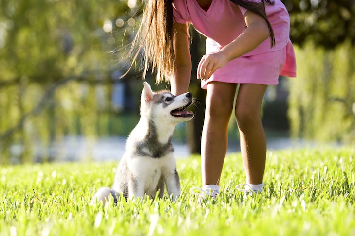 How to Train a Puppy?