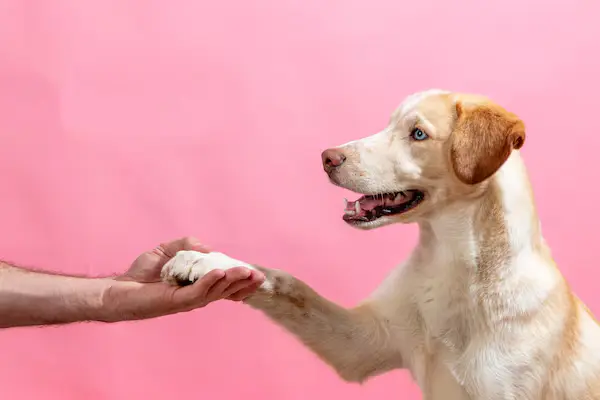 How To Understand Your Dog's Body Language