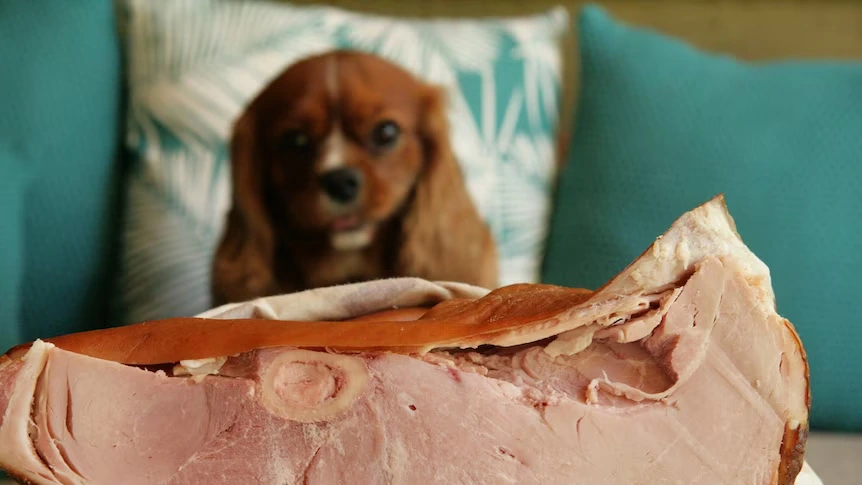 Is Ham Good for Dogs?