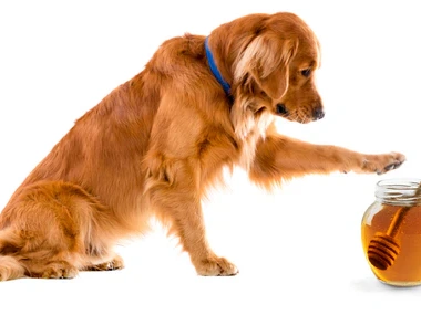 Is Honey Good for Dogs?