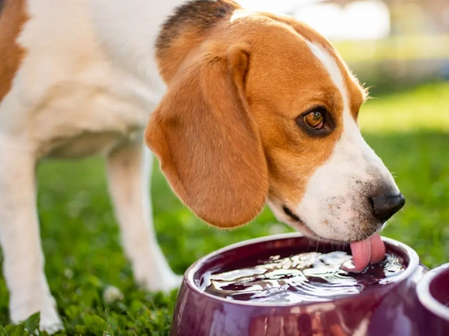 Is My Dog Dehydrated?
