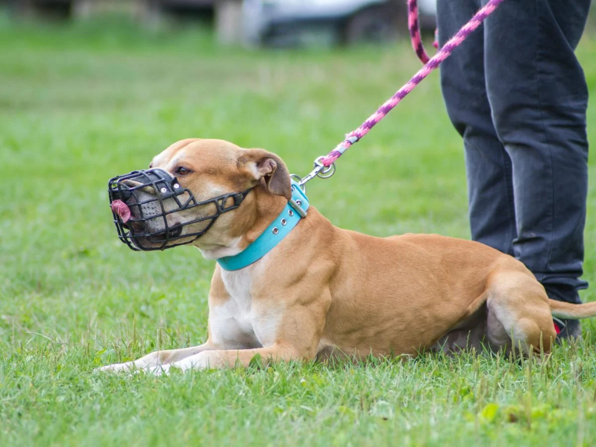List of Dogs That Need to Be Muzzled in Ireland