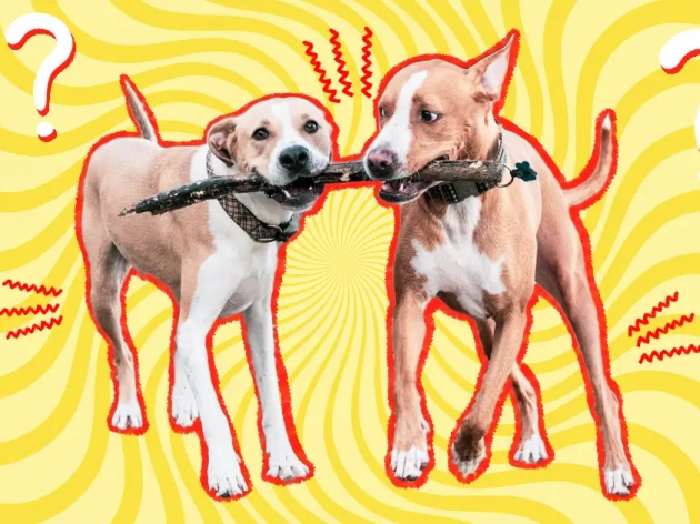 Littermate Syndrome