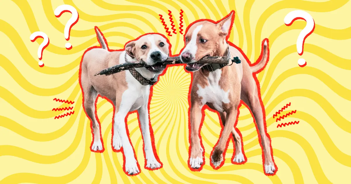 Littermate Syndrome