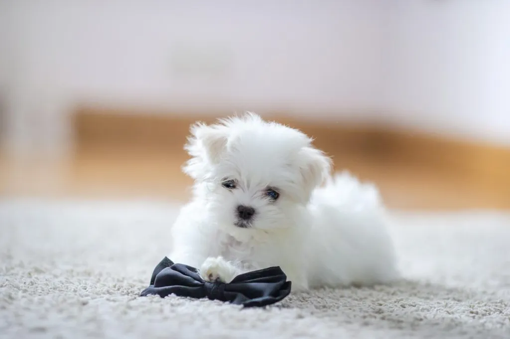 Maltese Dog Price: How Much Does a Maltese Cost?