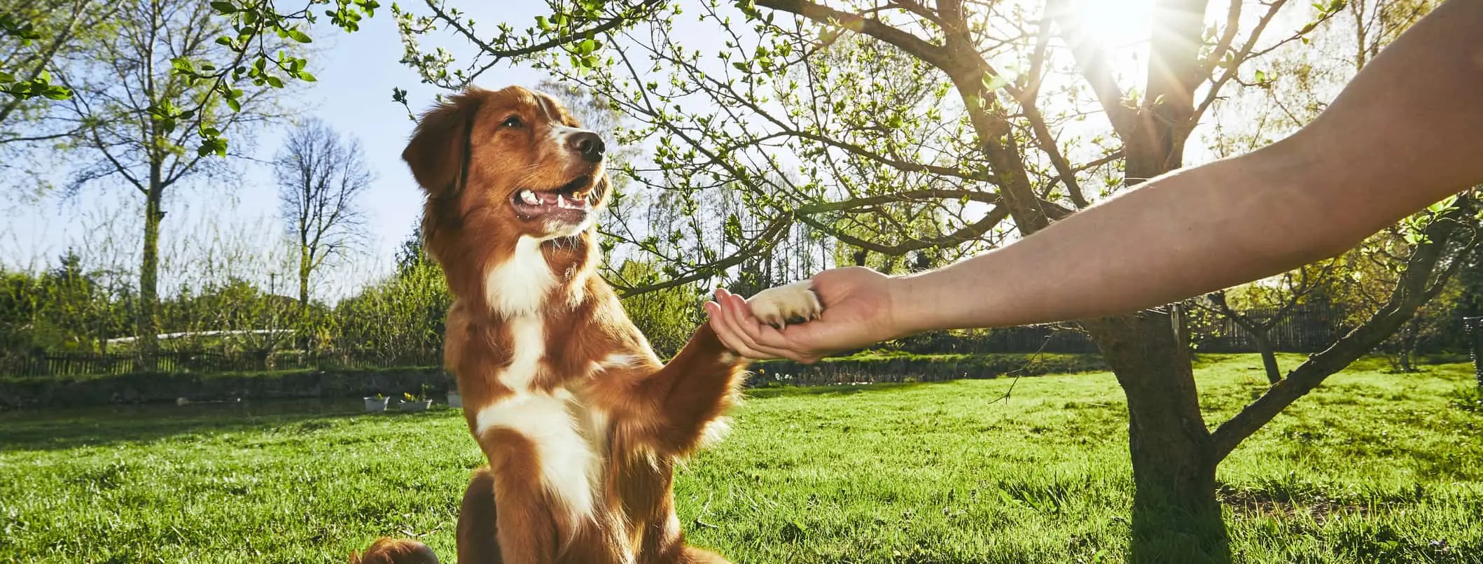 Mastering Basic Dog Commands