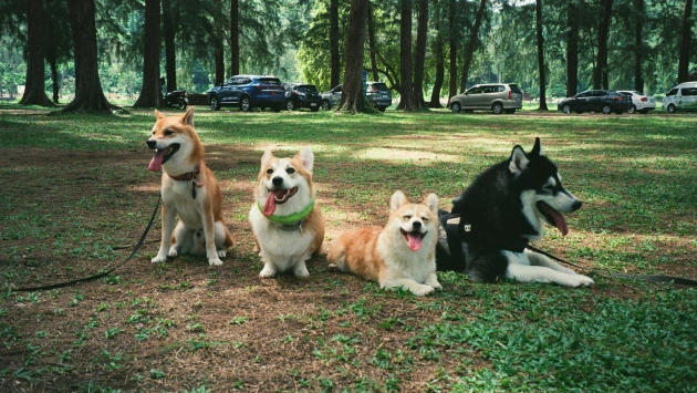 Most Popular Dog Breeds in Ireland (2025 Update)
