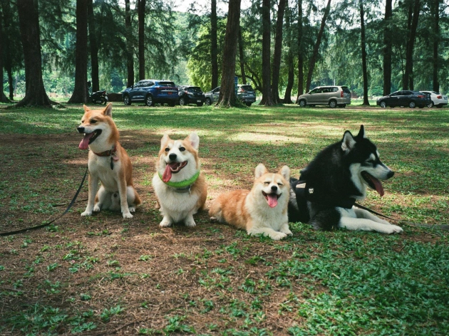 Most Popular Dog Breeds in Ireland (2025 Update)