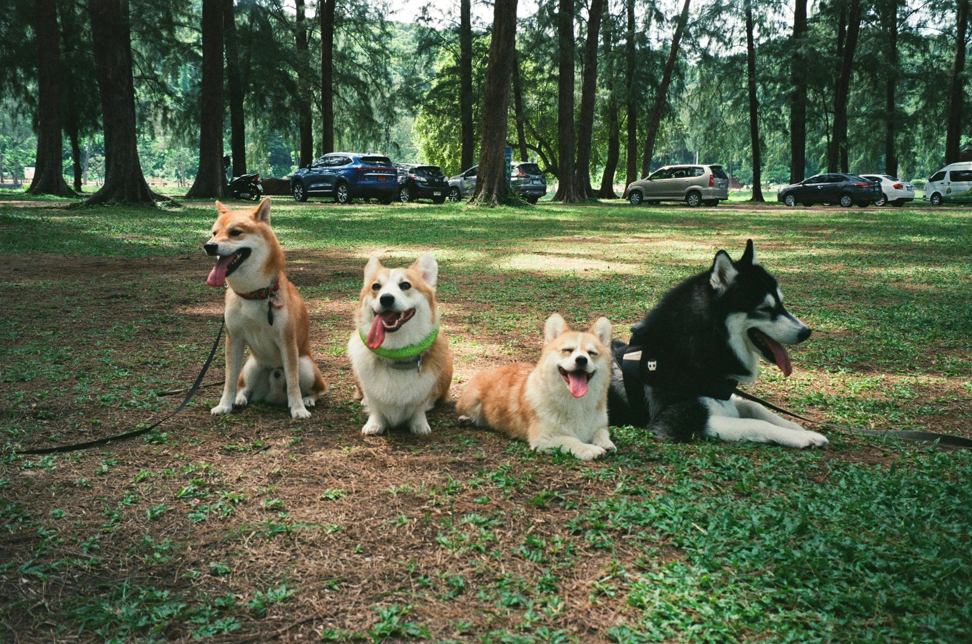 Most Popular Dog Breeds in Ireland (2025 Update)