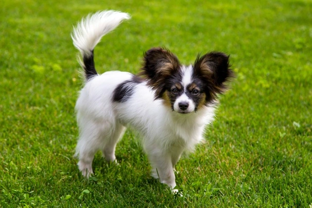 Papillon Dog Price