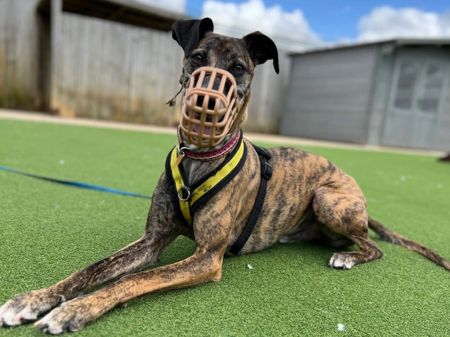Restricted Dog Breeds in Ireland