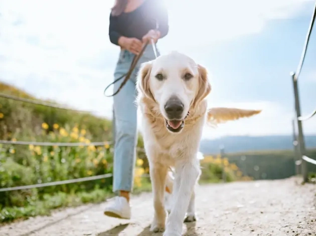 Safety Essentials for Your Dog's Outdoor Play Space