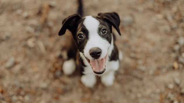 Should You Adopt or Buy a Dog in Ireland?