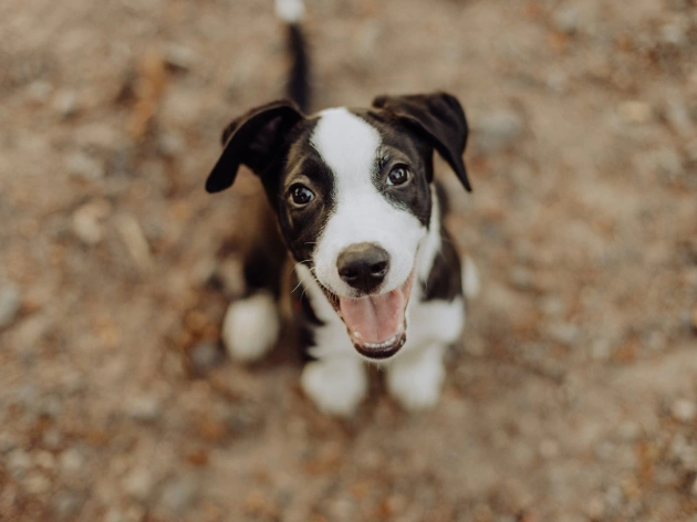 Should You Adopt or Buy a Dog in Ireland?
