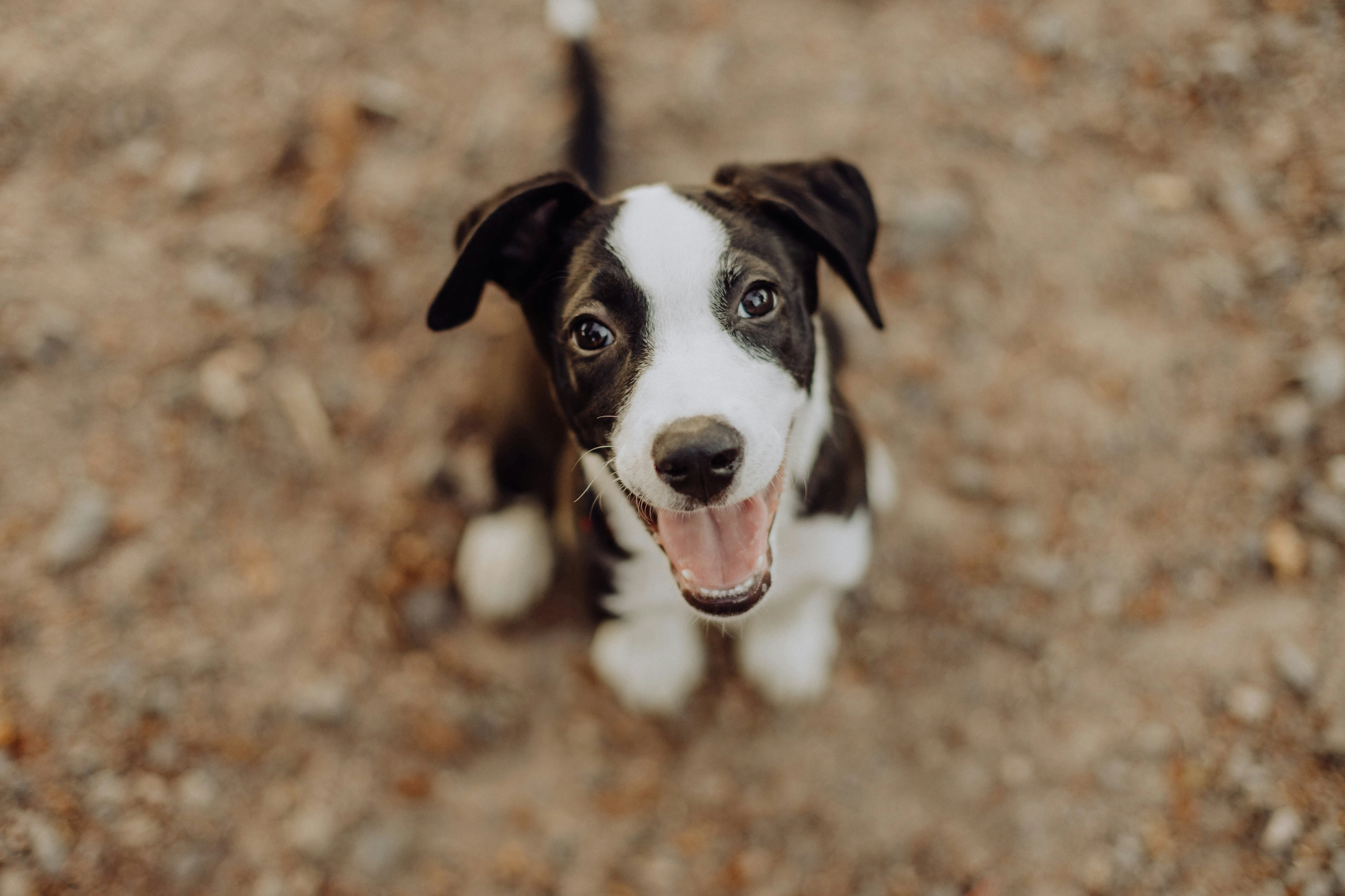 Should You Adopt or Buy a Dog in Ireland?